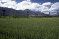 wheat mountains sky 1980s 1990s A4 Photo Print