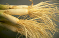 wheat root system Vintage A4 Photo Print