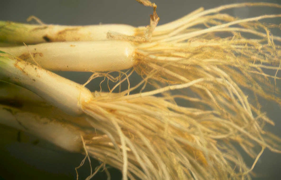 wheat root system Vintage A4 Photo Print