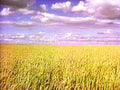 wheat sunset field1980s 1990s A4 Photo Print