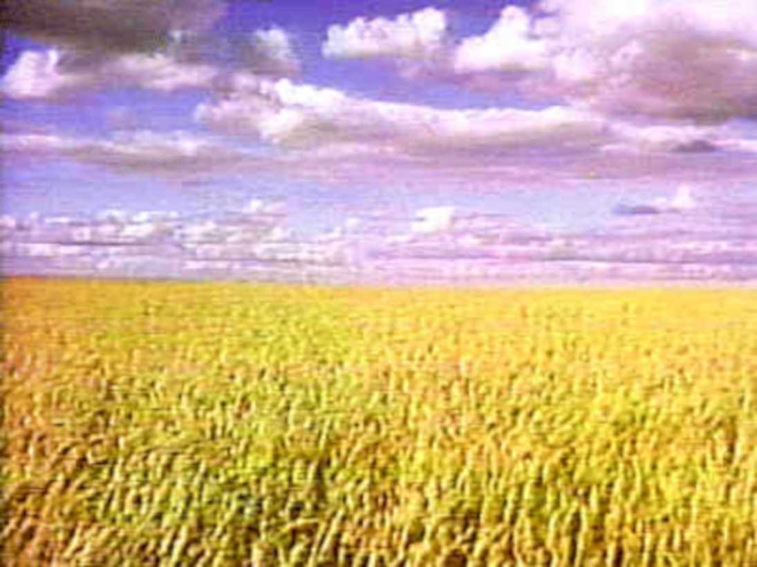 wheat sunset field1980s 1990s A4 Photo Print