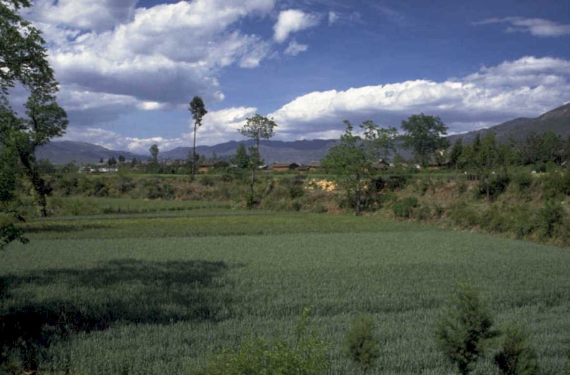 wheat valley himalayas 1980s 1990s A4 Photo Print
