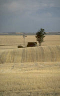 wheat windmill landscape 1980s 1990s A4 Photo Print