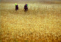 wheat workers field1980s 1990s A4 Photo Print