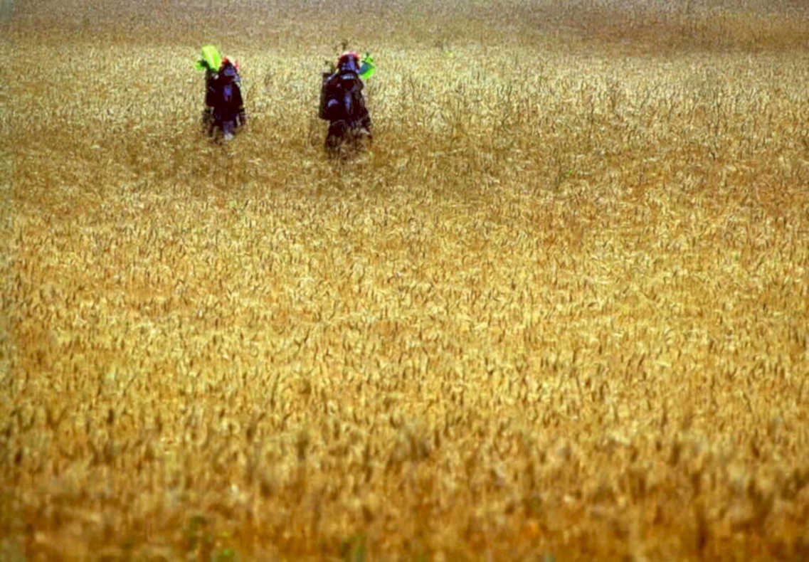wheat workers field1980s 1990s A4 Photo Print