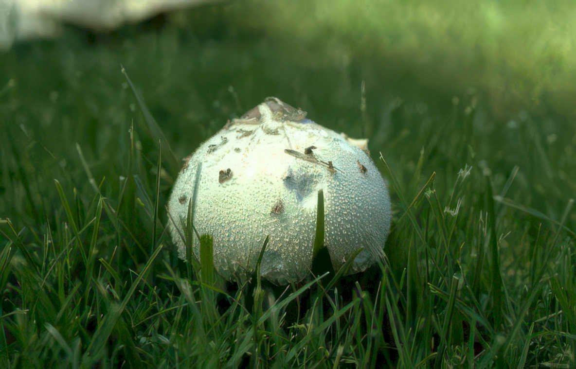 white amanita mushroom Vintage A4 Photo Print