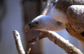 white beaked vulture Vintage A4 Photo Print