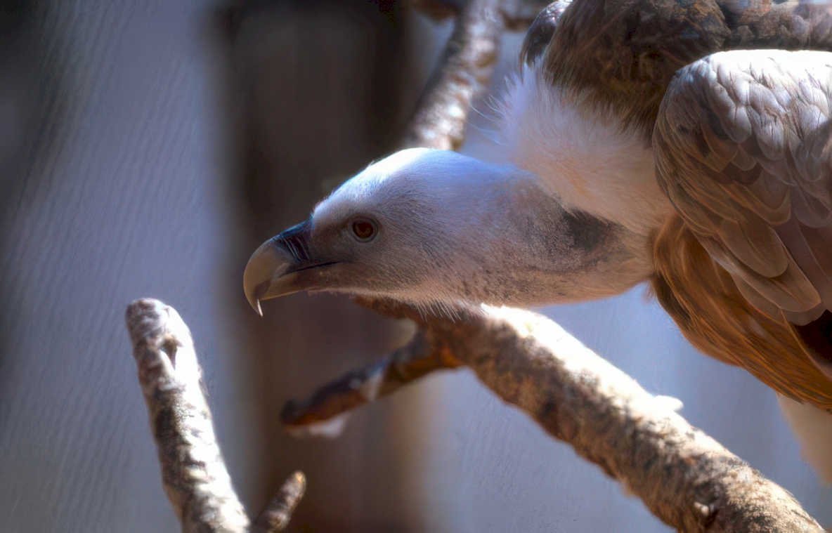 white beaked vulture Vintage A4 Photo Print
