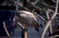 white bellied gohawk Vintage A4 Photo Print