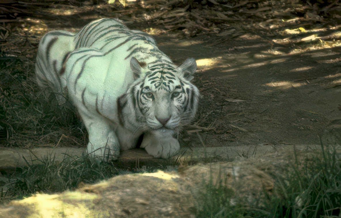 white bengal tiger Vintage A4 Photo Print
