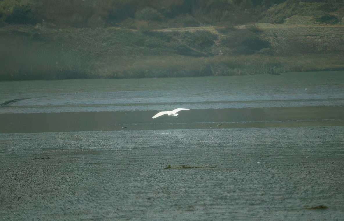 white bird wetland Vintage A4 Photo Print