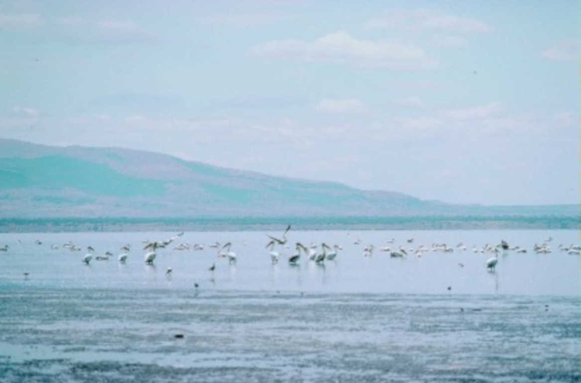 white birds wetland1980s 1990s A4 Photo Print