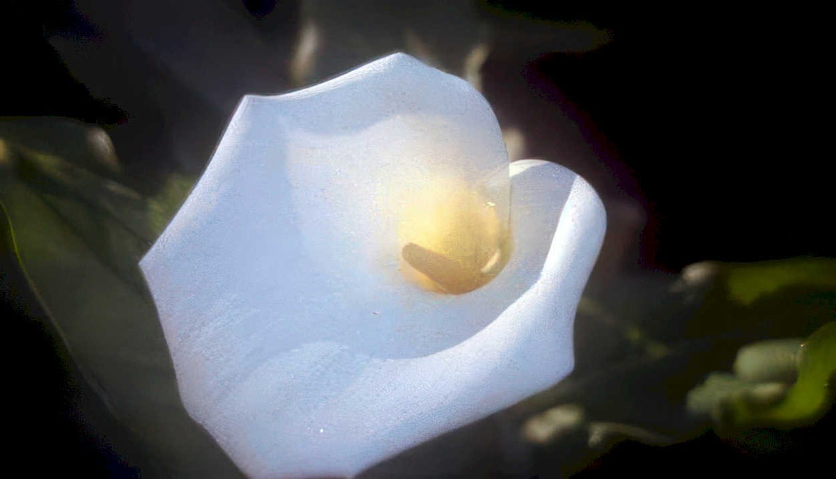 white calla lily GIGA 2