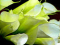 white callalilies closeup1980s 1990s A4 Photo Print