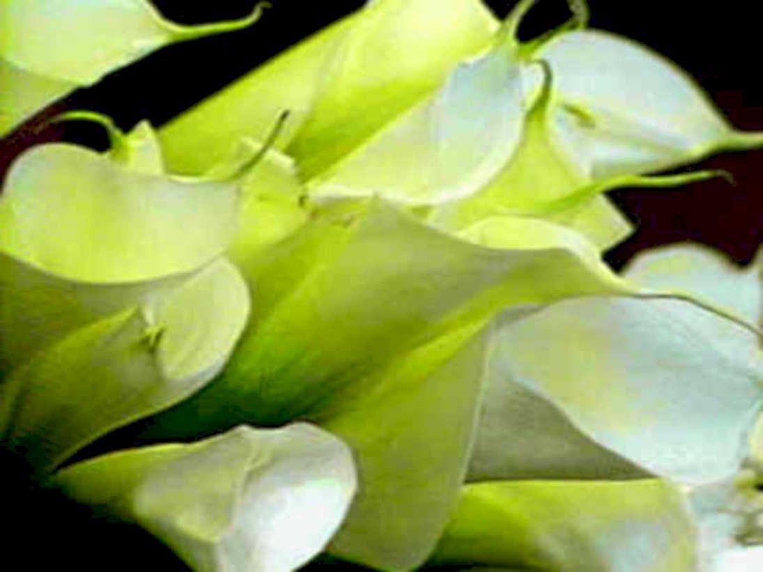white callalilies closeup1980s 1990s A4 Photo Print