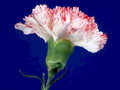 white carnation flower1980s 1990s A4 Photo Print