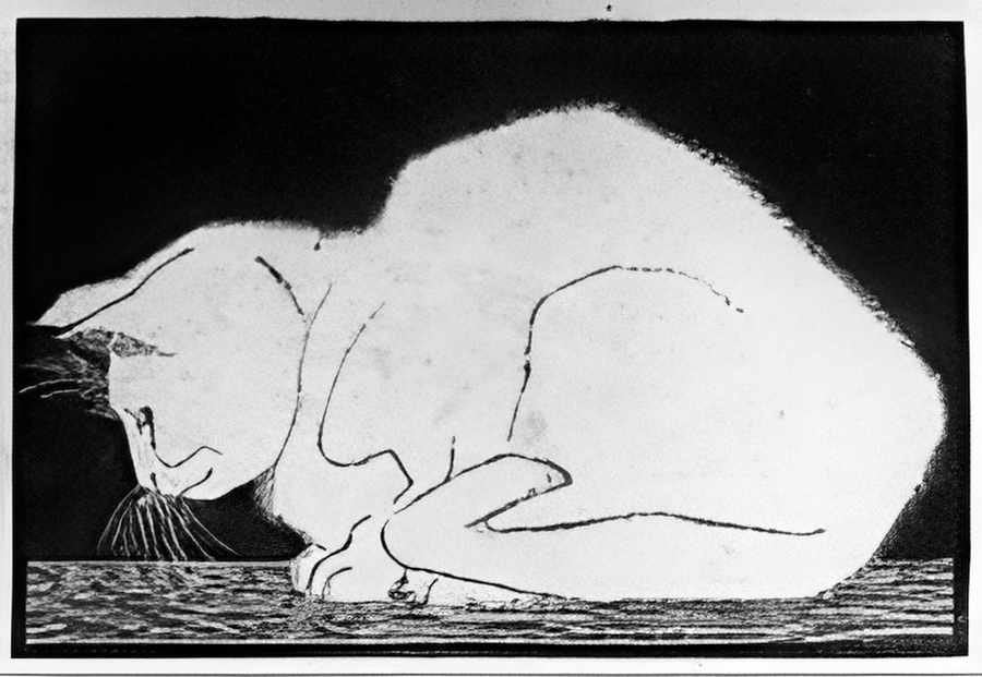 white cat ii mc escher 1919 s2 A4 Photo Print