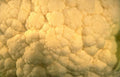 white cauliflower head Vintage A4 Photo Print