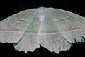 white clouded moth1980s 1990s A4 Photo Print