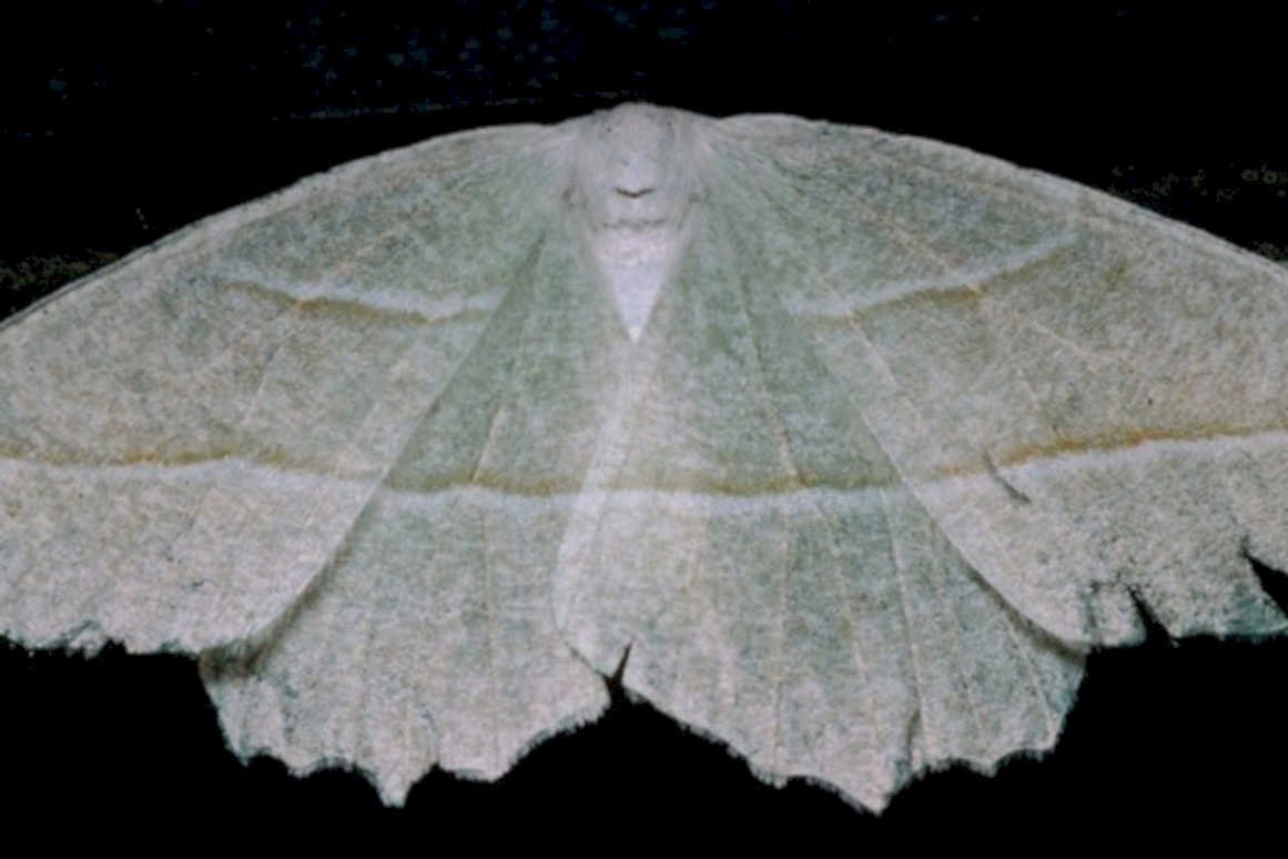 white clouded moth1980s 1990s A4 Photo Print