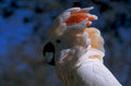 white cockatoo crest 1980s 1990s A4 Photo Print