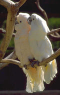 white cockatoos wattled 1980s 1990s A4 Photo Print