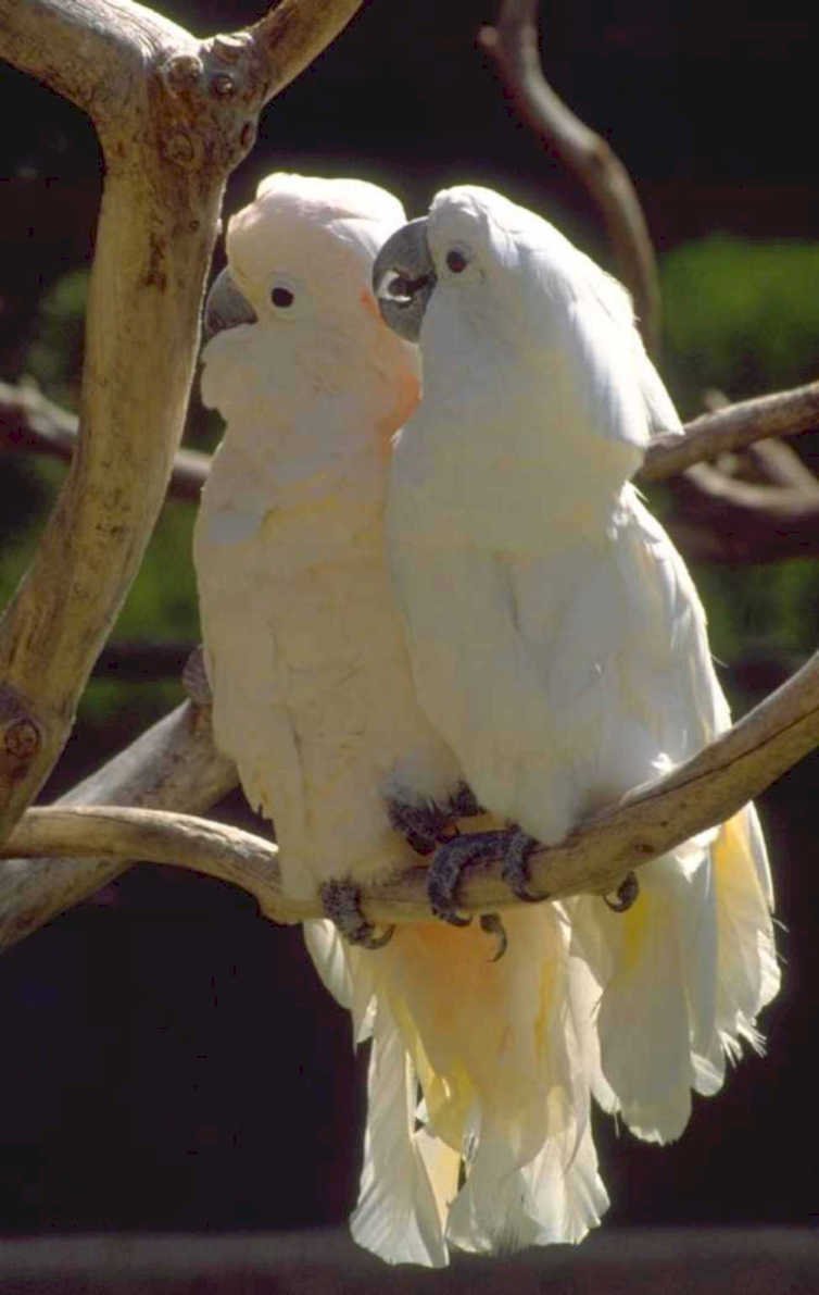 white cockatoos wattled 1980s 1990s A4 Photo Print