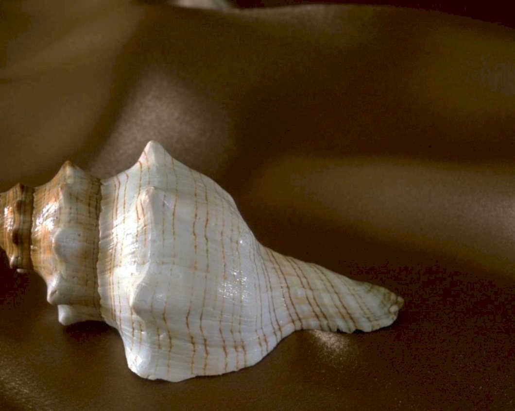 white conch shell1980s 1990s A4 Photo Print
