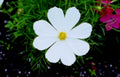white cosmos flower1980s 1990s A4 Photo Print