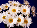 white daisies blue1980s 1990s A4 Photo Print