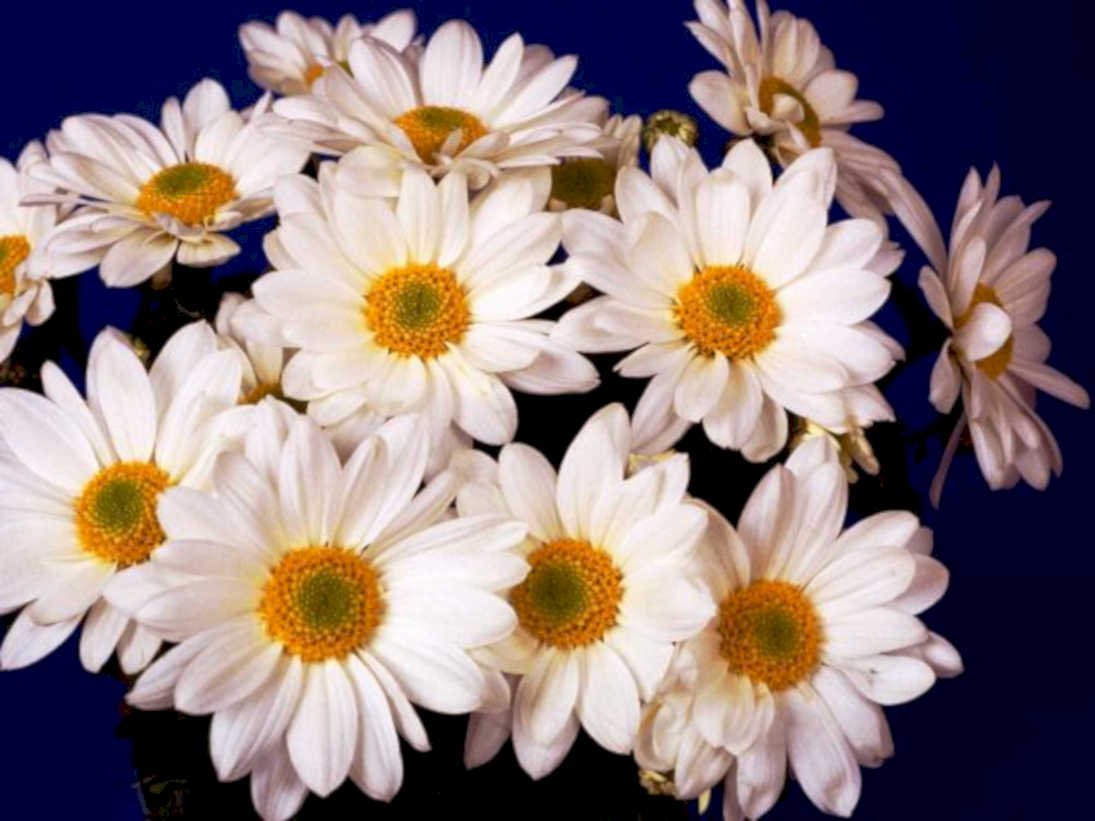 white daisies blue1980s 1990s A4 Photo Print