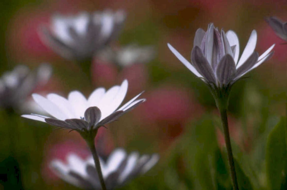 white daisies bokeh 1980s 1990s A4 Photo Print