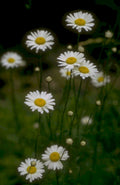 white daisies meadow 1980s 1990s A4 Photo Print
