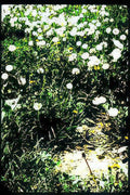 white daisies meadow Vintage A4 Photo Print