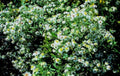 white daisies meadow1980s 1990s A4 Photo Print
