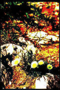 white daisies wildflowers Vintage A4 Photo Print