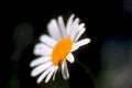 white daisy fly1980s 1990s A4 Photo Print