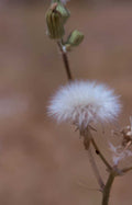 white dandelion seed Vintage A4 Photo Print