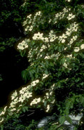 white dogwood branch 1980s 1990s A4 Photo Print