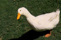 white duck grass 1980s 1990s A4 Photo Print