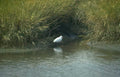 white egret marsh Vintage A4 Photo Print