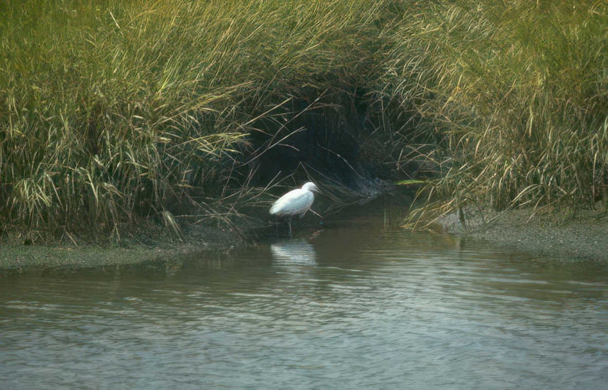 white egret marsh Vintage A4 Photo Print