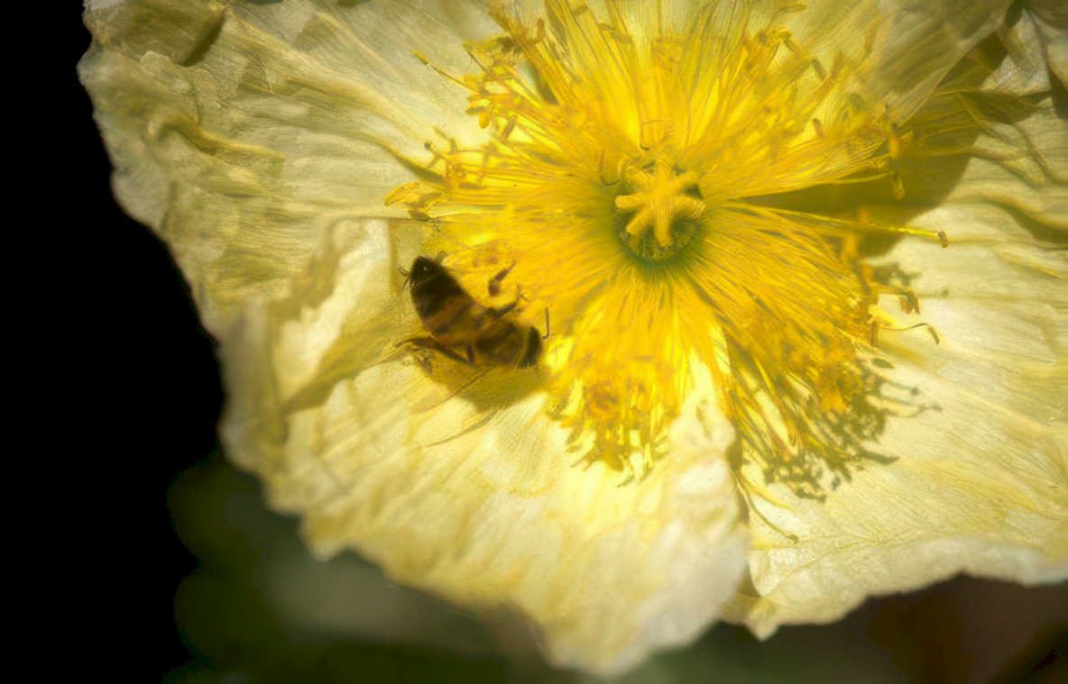 white flower bee Vintage A4 Photo Print