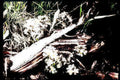 white flower branch Vintage A4 Photo Print