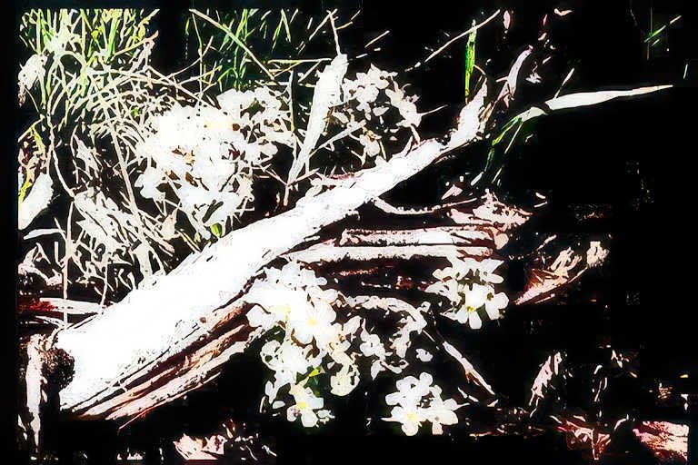white flower branch Vintage A4 Photo Print