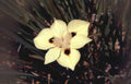 white flower dances Vintage A4 Photo Print