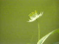 white flower starwort1980s 1990s A4 Photo Print