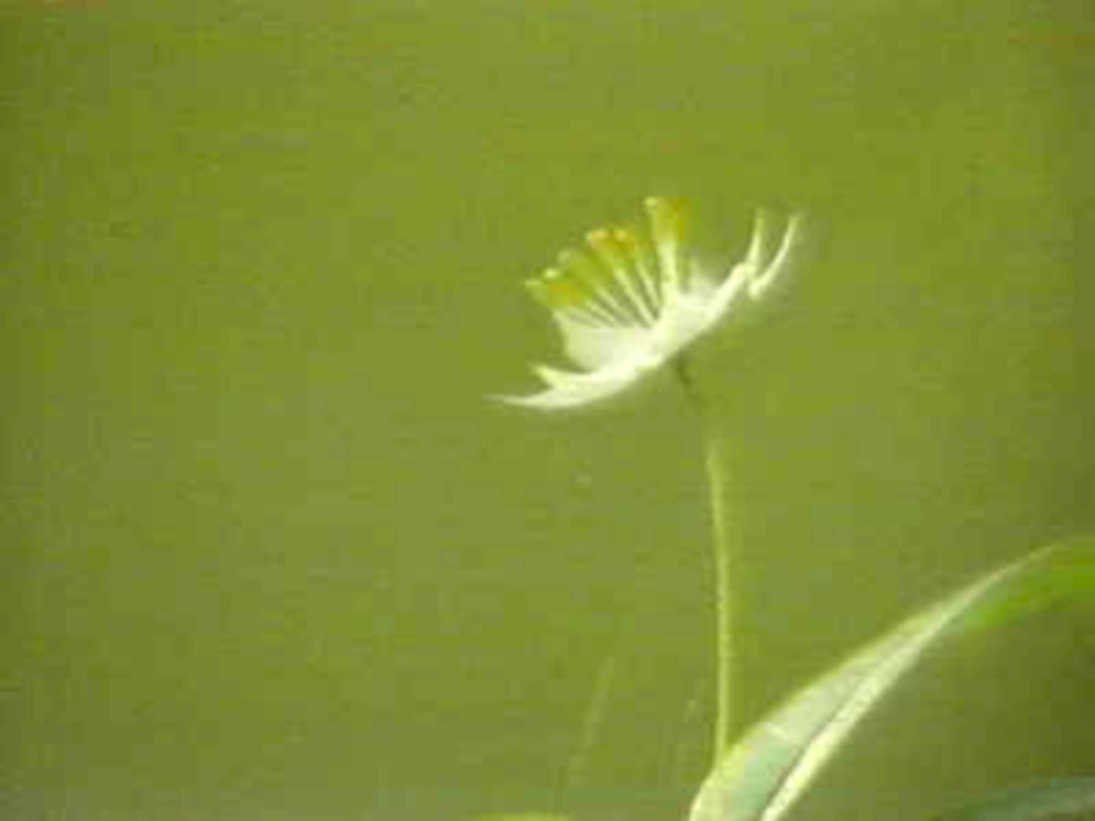 white flower starwort1980s 1990s A4 Photo Print