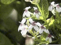 white flowers lantana1980s 1990s A4 Photo Print