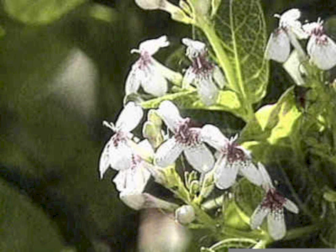 white flowers lantana1980s 1990s A4 Photo Print